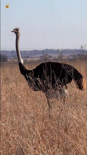 Ostrich sounds (1)