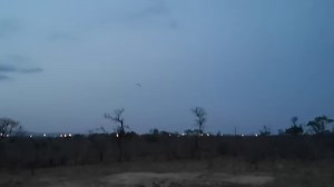 What a joy to watch a Pennant-winged Nightjar displaying. | Wild Wings Safaris