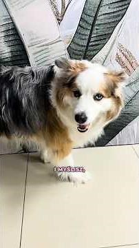 The Secret to Australian Shepherd Grooming: How to Deal with the Undercoat 🐾🐾🦮🧼🫧🚿