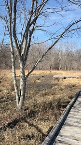 Hear that?! It's a sweet chorus of spring peepers! These tiny amphibians, no more than 1'' long, begin singing in early spring to attract future mates. The males typically start their "peeping" sounds in March up until June. The warmer the weather gets, the more mates they can attract so they can reproduce. Fun fact: female peepers lay their eggs singly (aka one at a time), attaching them to submerged vegetation. A female peeper can lay up to 1,500 eggs! So, next time you are out exploring, keep
