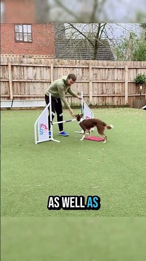How to Train Your Dog (Tips from a Professional Dog Trainer)