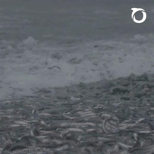 “A healthy capelin population means a healthy Atlantic Ocean ecosystem. These forage fish are vital to rebuilding other fish populations, including economically important northern cod.” — Jack Daly, Marine Scientist, Oceana Canada Capelin are small, but their role in the ocean is huge. As climate change shifts when and where they spawn, real-time data is critical. 👉 Learn how E-capelan developed by Observatoire global du Saint-Laurent in partnership with WWF is helping protect this vital specie