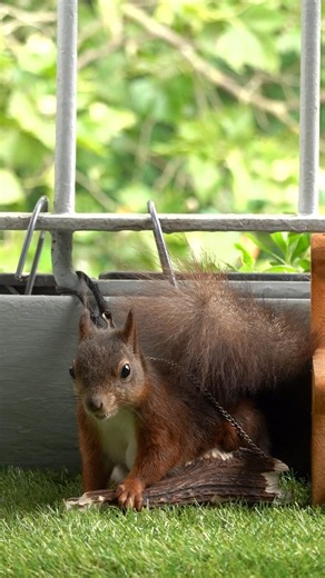 Eichhörnchenmama nagt am Hirschgeweihknochen