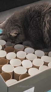 How to make your cat happy | 5-Minute Crafts Men