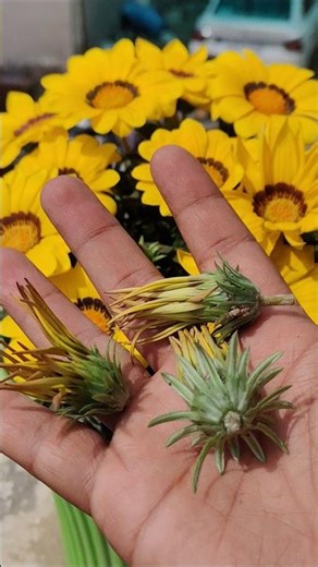 How to Deadhead Gazania for More Blooms 🌼 | Gazania Care Tips #shorts #flowers