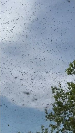 Terrifying giant swarm of mosquitoes 😳/ Manitoba Canada