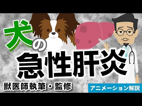 犬の急性肝炎について【獣医師執筆監修】症状から治療方法
