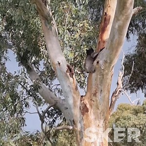 464K views · 269 reactions | Remember Victor who was caught in peak...