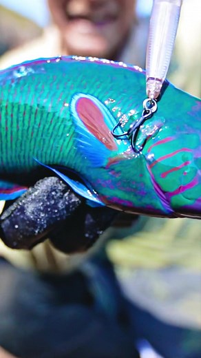 The Most Beautiful Fish I've Ever Caught! 🐠