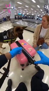 469K views · 154 reactions | Detection dog finds contraband in woman's suitcase but it's not what you think  | Lahti Laughs | Facebook