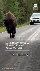 380K views · 8.9K reactions | "We have this awesome one-man bison jam." A Wyoming woman was on her way home when she came across a lone bison causing a bit of a traffic backup in Yellowstone National Park. https://abcnews.visitlink.me/JPCiDn | ABC News | Facebook