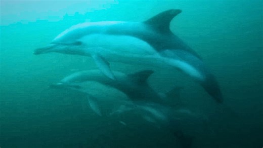 Pod of 30 dolphins captured swimming underwater by diver