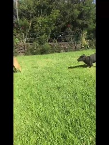 1.5K views · 88 reactions | AVAILABLE FOR ADOPTION: Kona Petco 9-2 TODAY! | Aloha Ilio Rescue | Facebook