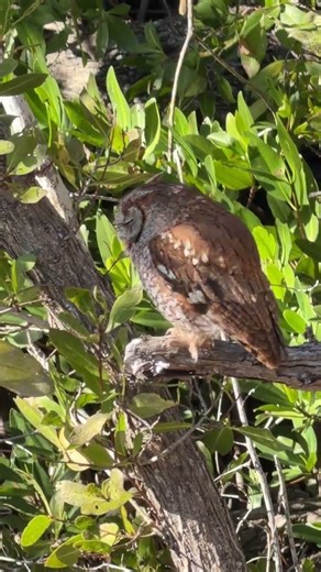 Screech Owl aka Alien Visitor (Sanibel Island, FL)