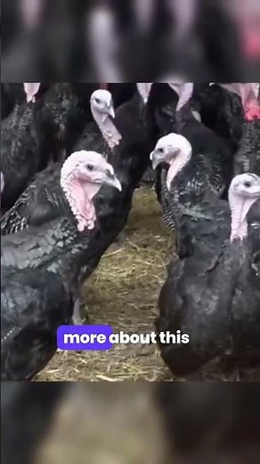 The Genetic Ability Turkeys Have #wildlife #science #fascinating