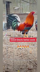 Cecil Davis Kelso (Yellow leg side) Kenzie Gamefowl Farm | Kenzie Gamefowl Farm