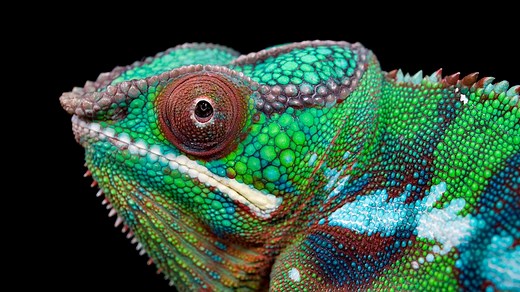 Reptile Pictures & Facts
