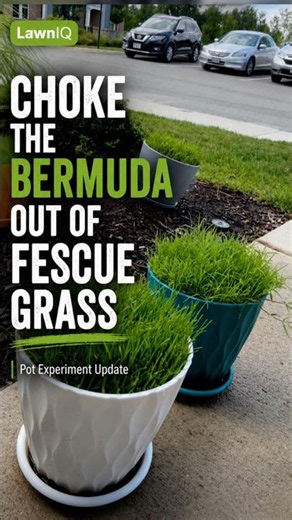 Can You Choke Bermuda Out Without Killing Your Lawn?