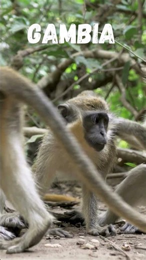 Quiz - Guess the African Country!