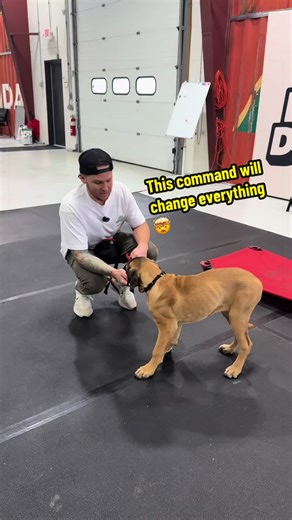 Transform Your Dog Training with This Simple Command!