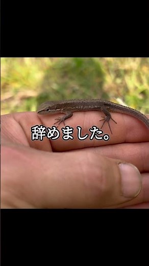 生まれ変わり？あまりに懐っこい野生のカナヘビ