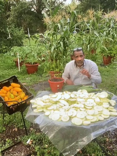 Grow in abundant amount of food #Zucchini #growfood #diygarden #harvesting #planttips