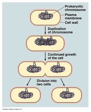 Life cycle(s) and Reproduction