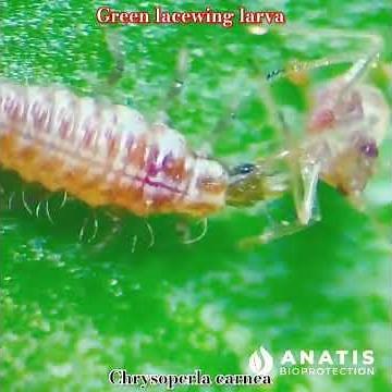 Green Lacewing Larva Feeding on Aphids|Chrysoperla carnea | Predatory larvae #neuroptera #entomology