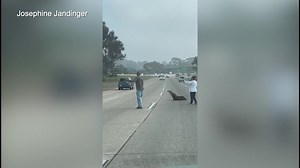 17K views · 181 reactions | SEA LION TRAFFIC JAM - Check out this sea lion that made its way onto a San Diego freeway today, miles from the ocean, bringing traffic to a crawl. https://bit.ly/3f3PN2p | FOX 13 News | Facebook
