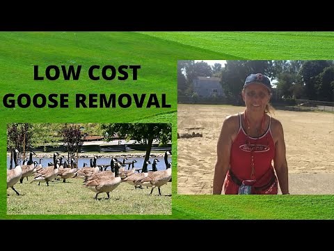 How to remove Canadian geese from lakefront, cheap, easy and kind method that will work