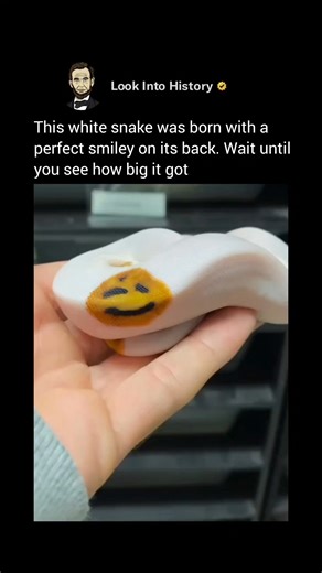 Some animals are just born different — like this white ball python with a perfect smiley face on its back. 🙂🐍 From hatchling to full-grown, the mark never fades. No tricks, no tattoos — just genetics showing off in the happiest way possible. Via: @b.n_exotics - #nature #wildlife #python #smiley | How History Is Created