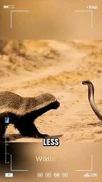 Honey Badger vs Black Mamba – Fearless vs Lightning Fast!