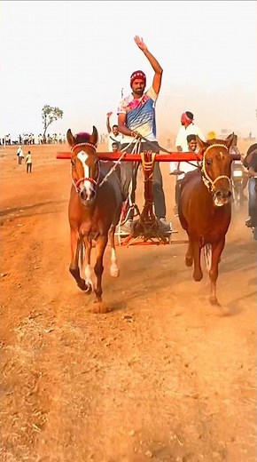 Ghoda gadi race Kolhapur ❤️‍🔥🤙🏻 | घोडा गाडी । घोडा गाडी प्रेमी कोल्हापूर । #shorts.