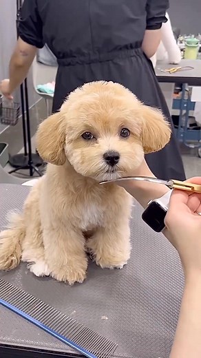 CAVAPOO PUPPY GETTING FACELIFT AND STYLING  #pethaircut #petgrooming #doggrooming #pets #petlover #petsalon #dog #dogbreeds #puppy #dogbreeder | PET Salon | Facebook