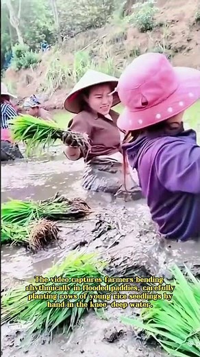 Rice Cultivation: Farmers Transplanting Seedlings in Flooded Fields