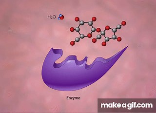 Enzyme Action and the Hydrolysis of Sucrose [HD Animation] on Make a GIF