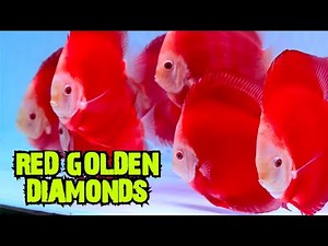 RED GOLDEN DIAMONDS | DISCUS FISH FOR SALE | HIGH QUALITY DISCUS FISH | MALAYSIAN DISCUS AVAILABLE