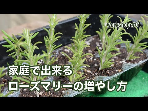 家庭で出来るローズマリーの増やし方