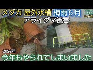 メダカ 屋外水槽 アライグマ被害 今年もやられてしまいました 2022年 対策①押さえる！