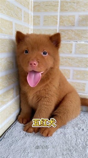 Discover the Top 10 Timeless Village Dog Breeds Chosen by Our Forefathers