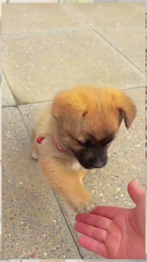 cute dog cuddling #shorts