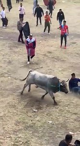 Man Destroyed By Bull