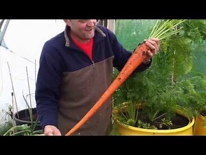 Allotment Diary Aug 23 : Pulling the first Enormous Show Carrot