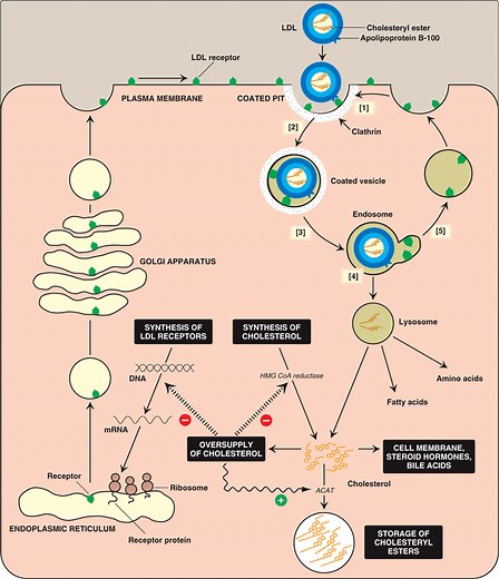 LDL receptor ~ Everything You Need to Know with Photos | Videos