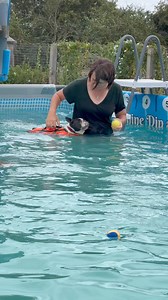 11 year old Boston terrier Gusdog has lost both of his eyes, he’s always loved swimming so that won’t stop him joining in the pool party with the help of his human & a life jacket 🐾💕🇬🇧💦 | Canine Dip and Dive Maldon