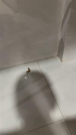 Phim cấp 3 cận cảnh
