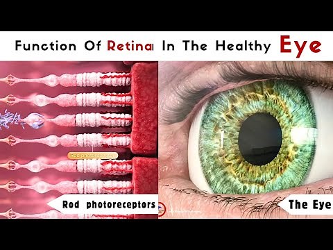 The function of the RETINA in the healthy EYE 👀 |