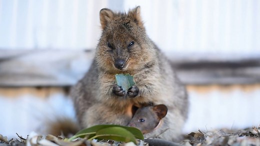 The Quokka: Up Close With Western Australia’s World Famous Wallaby