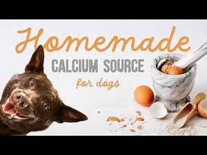 Make Eggshell Powder for Your Dog's Homemade Meals