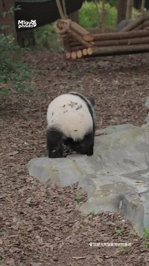 How cute is the running posture of the red panda#panda #cute #大熊猫